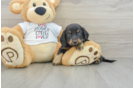 Cute Dachshund Purebred Pup