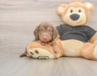 6 week old Dachshund Puppy For Sale - Windy City Pups