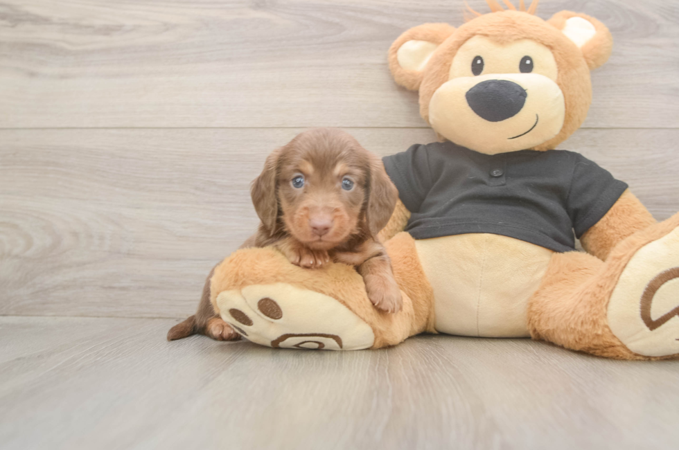 5 week old Dachshund Puppy For Sale - Windy City Pups