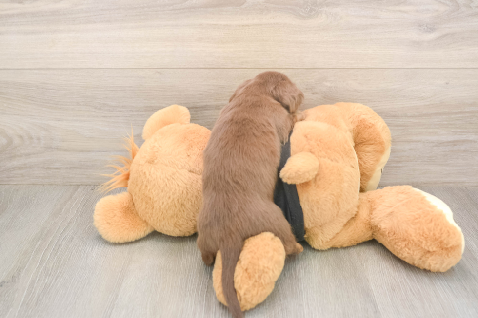 Cute Dachshund Purebred Pup