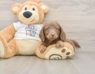 5 week old Dachshund Puppy For Sale - Windy City Pups