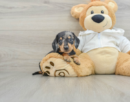 6 week old Dachshund Puppy For Sale - Windy City Pups