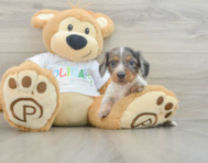 6 week old Dachshund Puppy For Sale - Windy City Pups