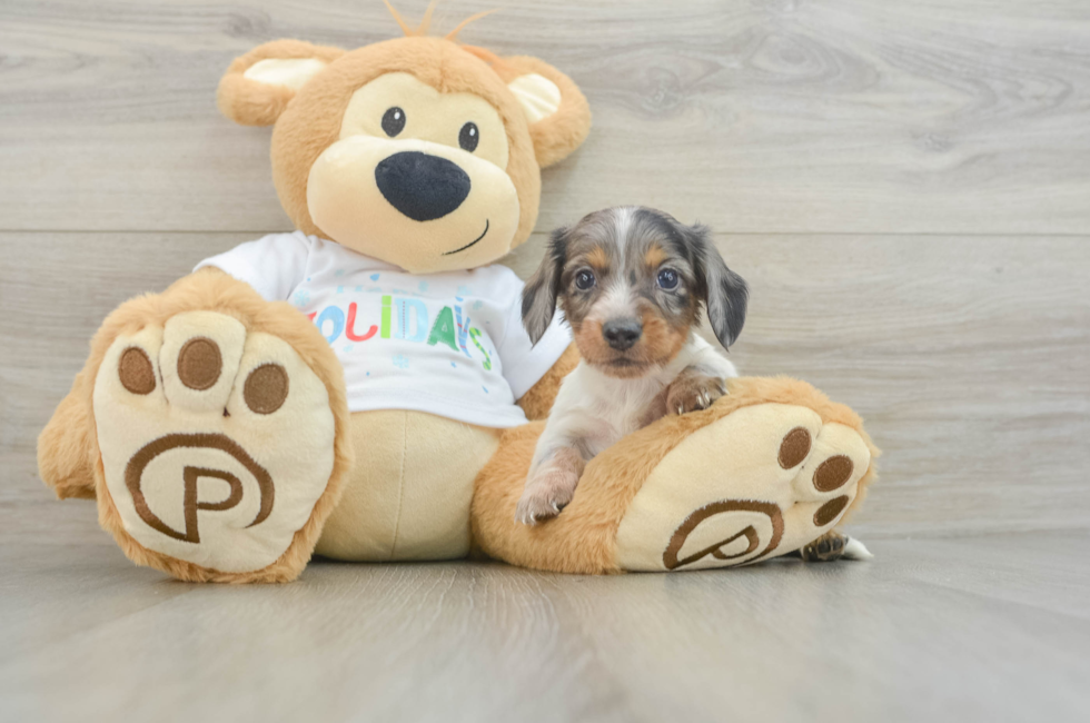 6 week old Dachshund Puppy For Sale - Windy City Pups