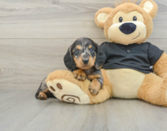8 week old Dachshund Puppy For Sale - Windy City Pups