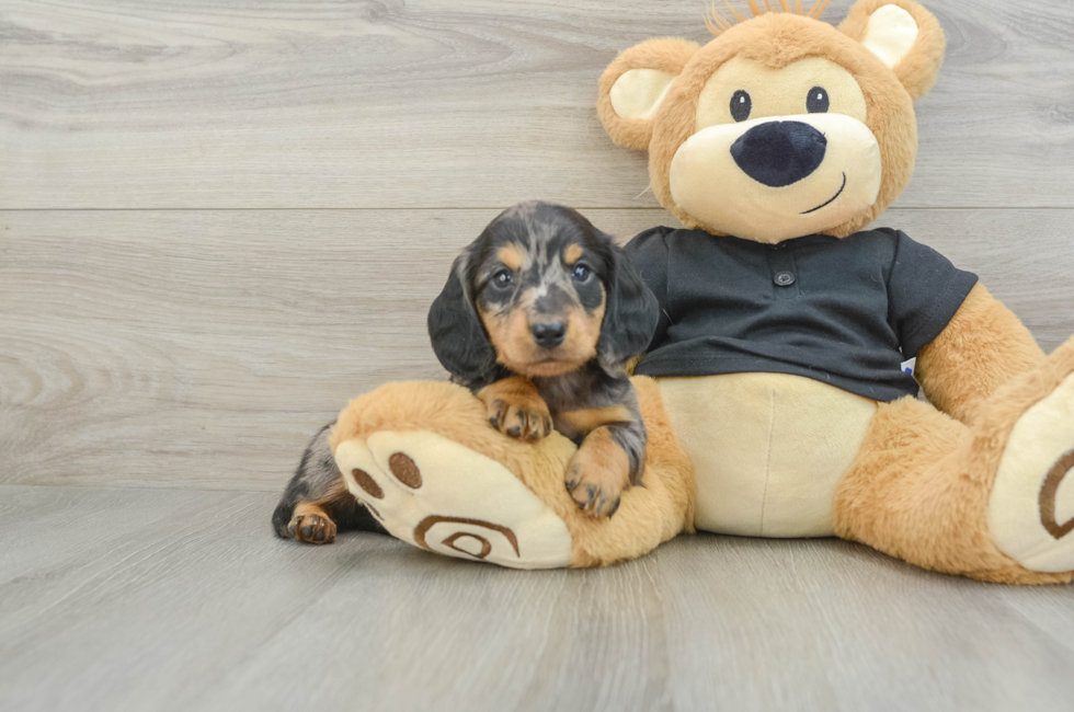 5 week old Dachshund Puppy For Sale - Windy City Pups