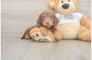 Best Dachshund Baby