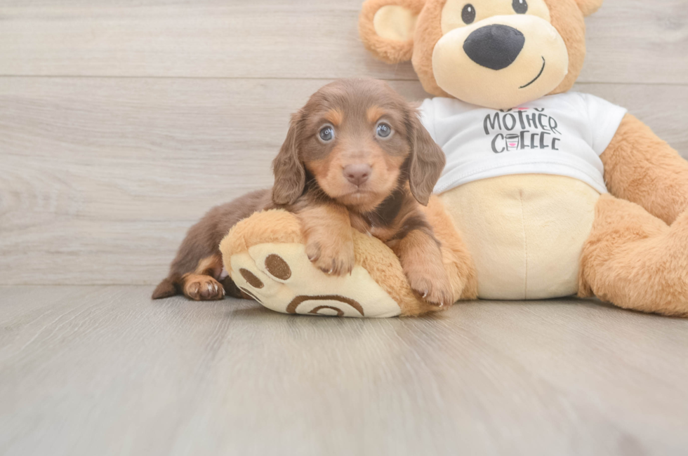5 week old Dachshund Puppy For Sale - Windy City Pups