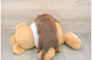 Dachshund Pup Being Cute