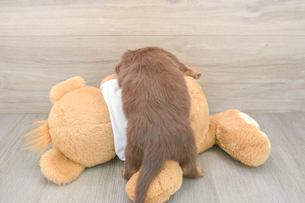 Dachshund Pup Being Cute