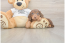 Best Dachshund Baby