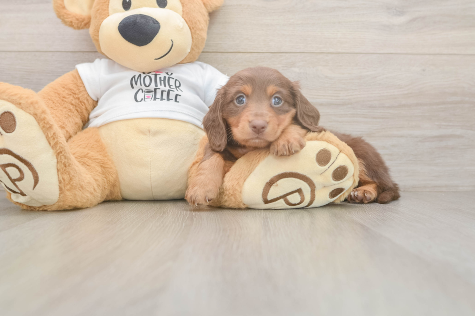Best Dachshund Baby