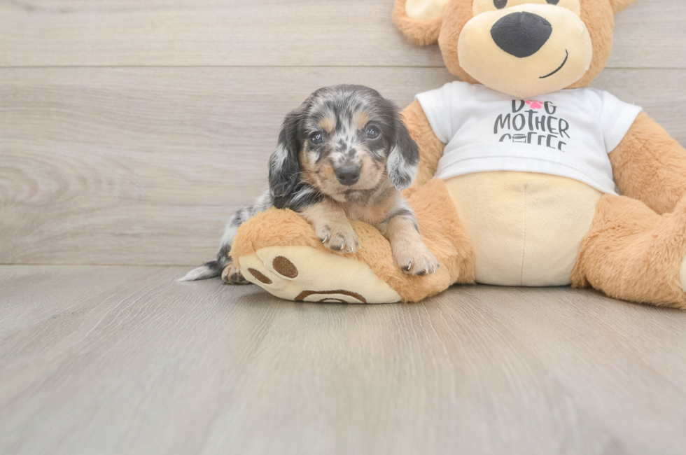 5 week old Dachshund Puppy For Sale - Windy City Pups