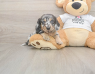 5 week old Dachshund Puppy For Sale - Windy City Pups 5 week old Dachshund Puppy For Sale - Windy City Pups