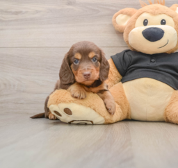 5 week old Dachshund Puppy For Sale - Windy City Pups