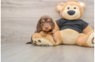 Cute Dachshund Purebred Pup