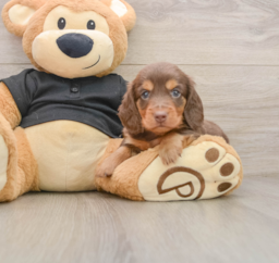 5 week old Dachshund Puppy For Sale - Windy City Pups