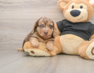5 week old Dachshund Puppy For Sale - Windy City Pups