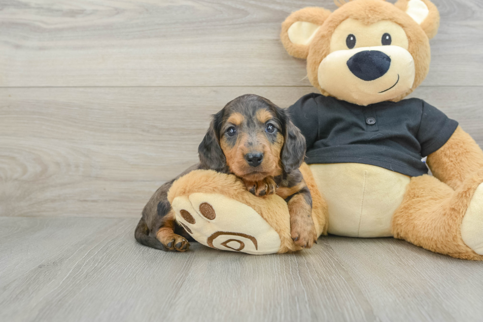 Best Dachshund Baby