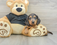8 week old Dachshund Puppy For Sale - Windy City Pups