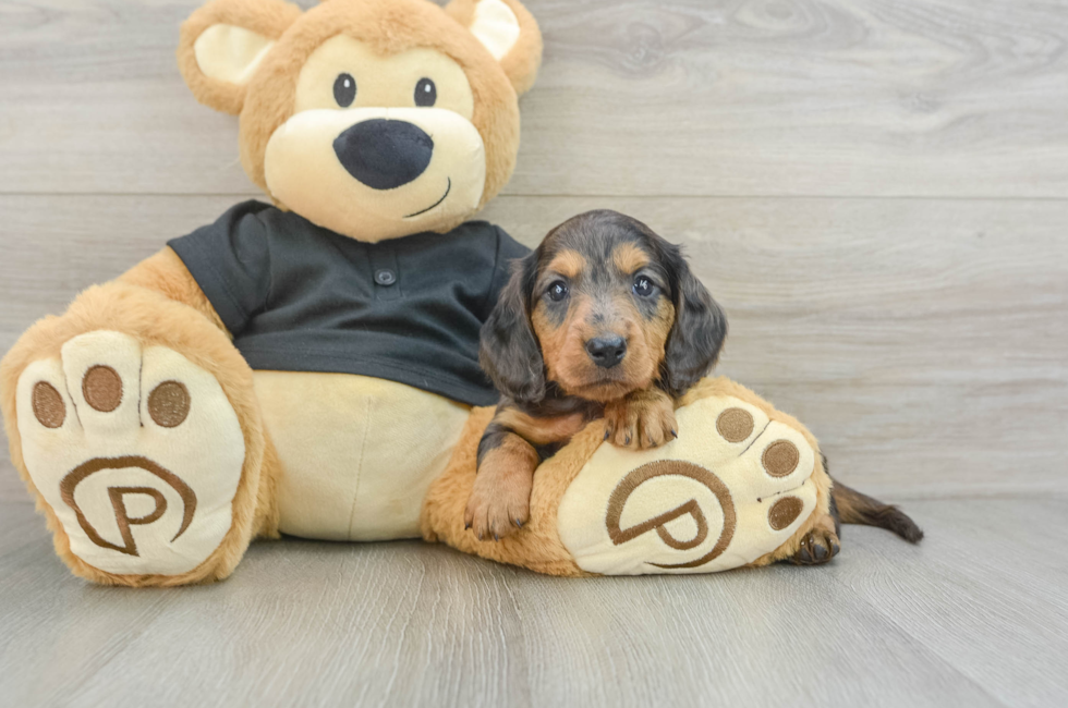 5 week old Dachshund Puppy For Sale - Windy City Pups