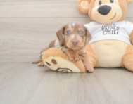 7 week old Dachshund Puppy For Sale - Windy City Pups