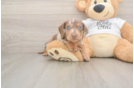 Dachshund Puppy for Adoption