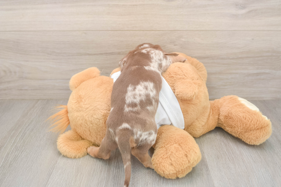 Dachshund Pup Being Cute