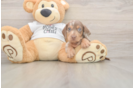 Dachshund Pup Being Cute