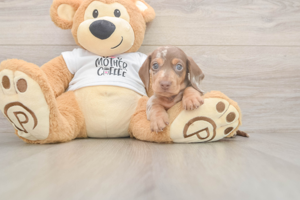 Dachshund Pup Being Cute