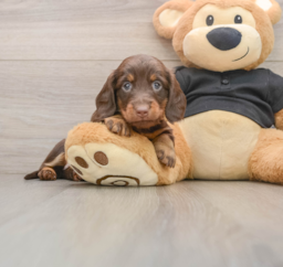 5 week old Dachshund Puppy For Sale - Windy City Pups