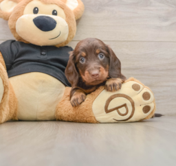 5 week old Dachshund Puppy For Sale - Windy City Pups