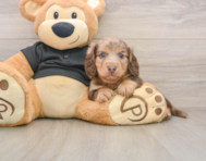 5 week old Dachshund Puppy For Sale - Windy City Pups