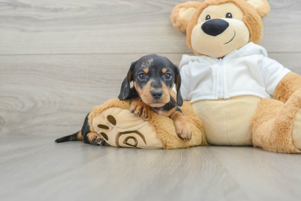 Dachshund Pup Being Cute