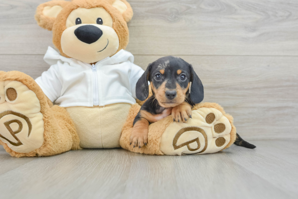 Cute Dachshund Purebred Pup