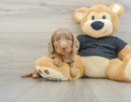 5 week old Dachshund Puppy For Sale - Windy City Pups