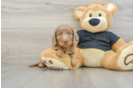 Dachshund Puppy for Adoption