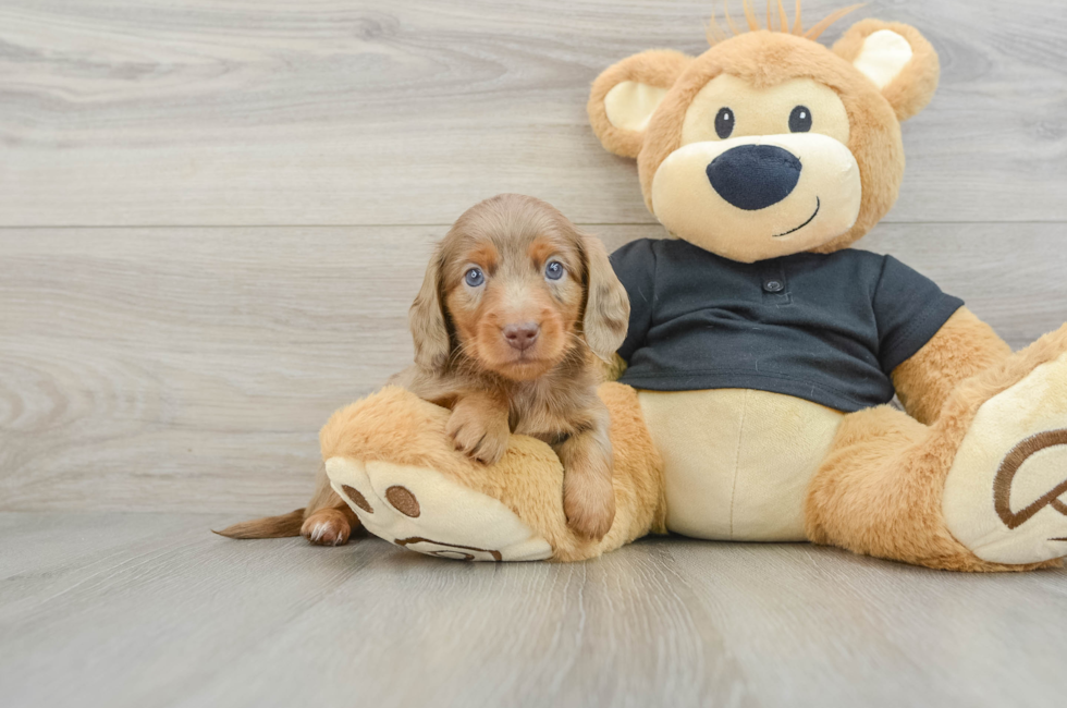 5 week old Dachshund Puppy For Sale - Windy City Pups