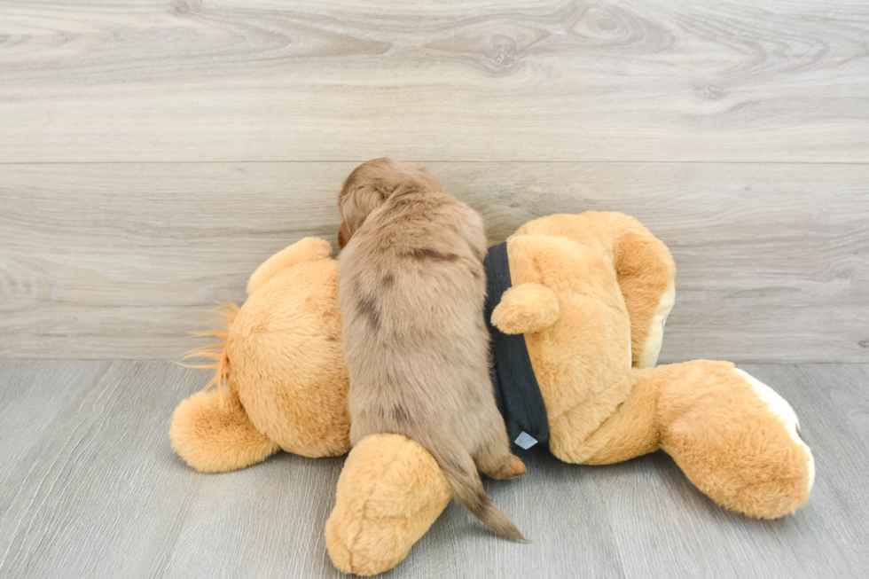 Dachshund Pup Being Cute