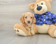 6 week old Dachshund Puppy For Sale - Windy City Pups
