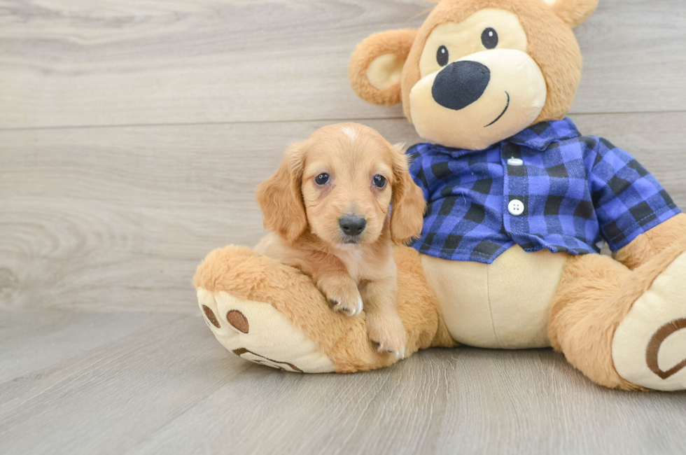 5 week old Dachshund Puppy For Sale - Windy City Pups
