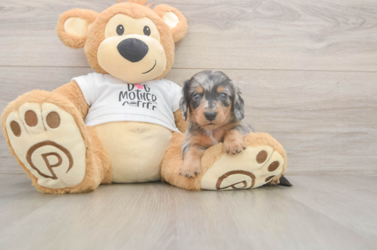 5 week old Dachshund Puppy For Sale - Windy City Pups Dachshund Pup Being Cute