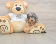 5 week old Dachshund Puppy For Sale - Windy City Pups 5 week old Dachshund Puppy For Sale - Windy City Pups