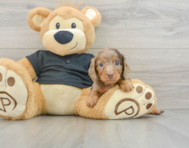 6 week old Dachshund Puppy For Sale - Windy City Pups