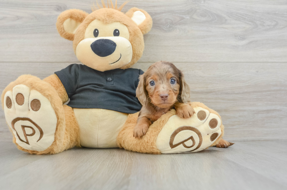 5 week old Dachshund Puppy For Sale - Windy City Pups