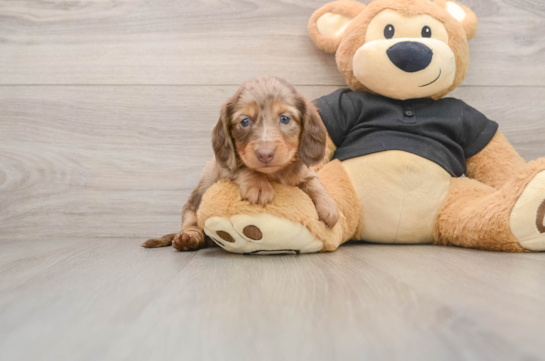 LIBRA, a Dachshund littermate