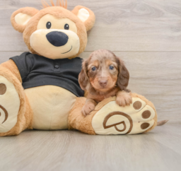 5 week old Dachshund Puppy For Sale - Windy City Pups