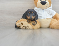 7 week old Dachshund Puppy For Sale - Windy City Pups