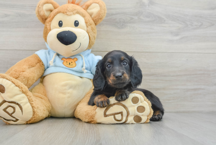 Dachshund Pup Being Cute