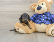 8 week old Dachshund Puppy For Sale - Windy City Pups